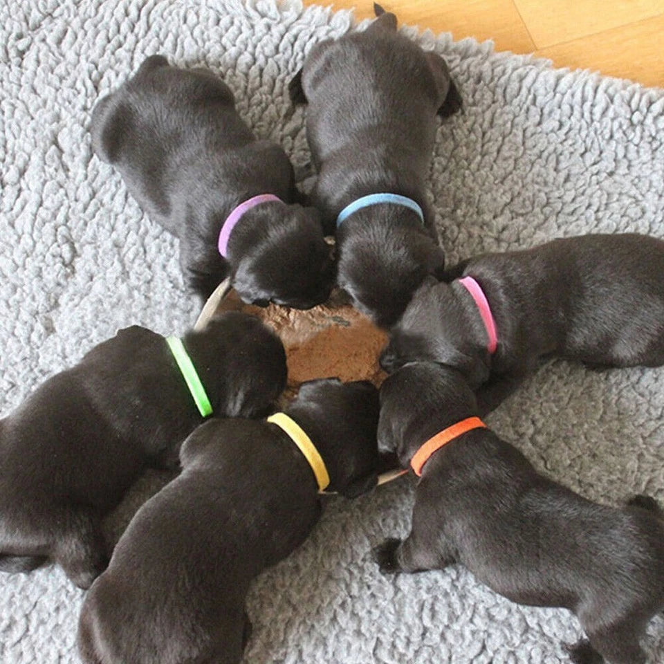 12 Colours Whelping ID Collar Bands Pet Puppy Kitten Dog Cat Identification Tags