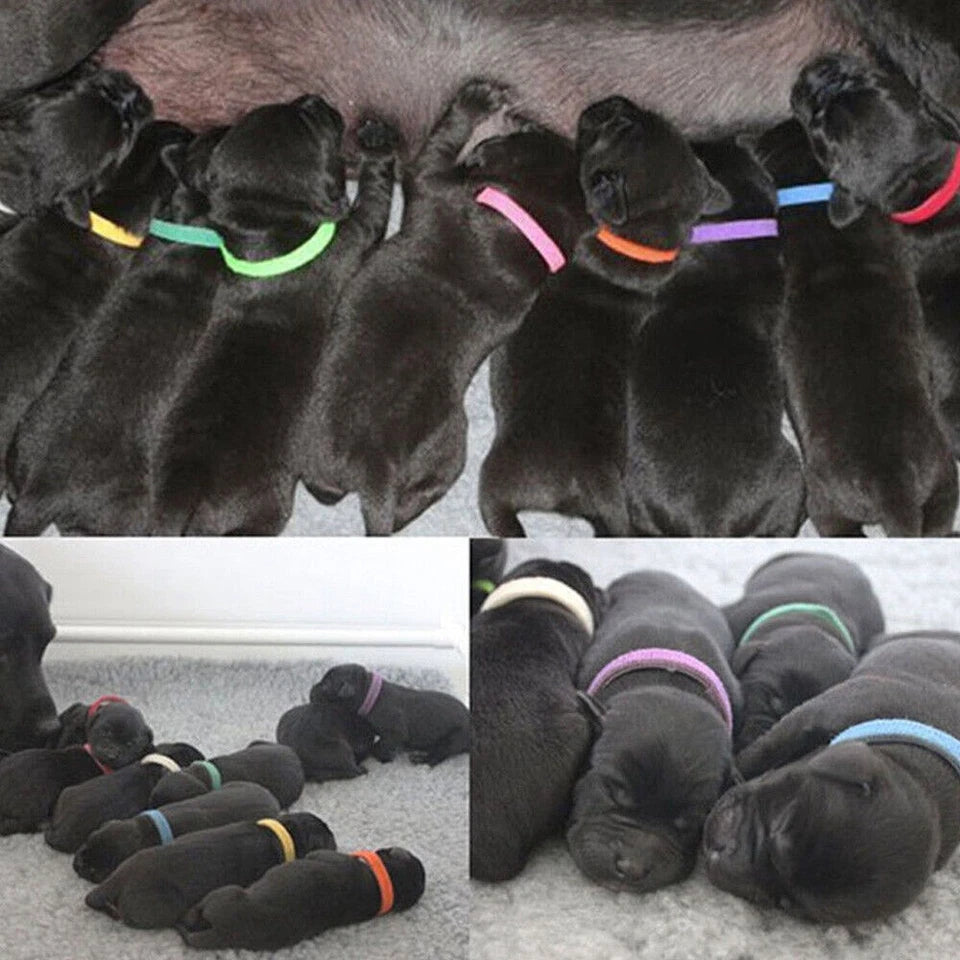 12 Colours Whelping ID Collar Bands Pet Puppy Kitten Dog Cat Identification Tags