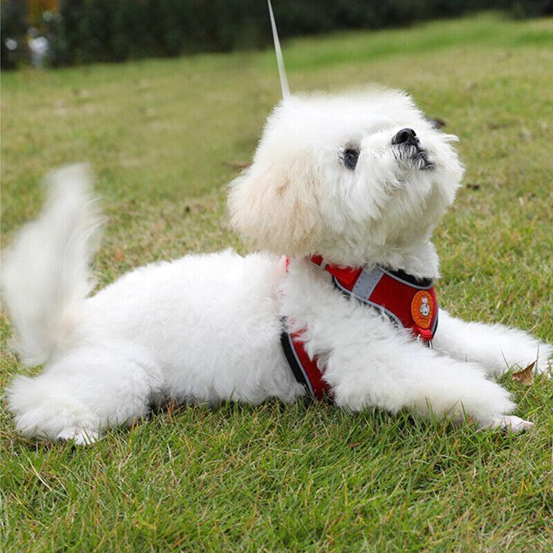 Dog Harness Cat Lead Puppy Leash Vest Mesh Breathe Adjustable Braces Small Pet Red - L