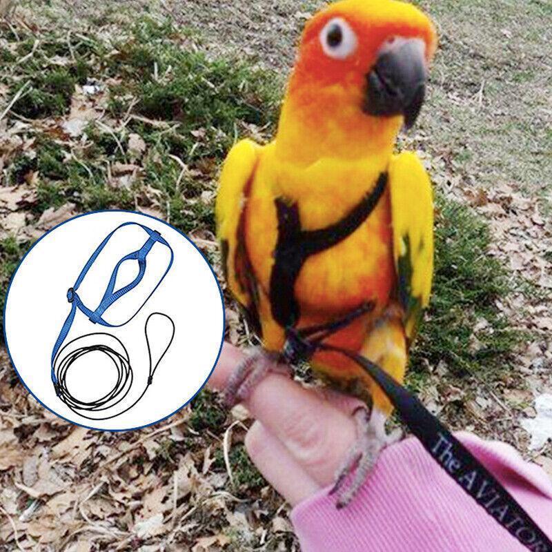 M Pet Parrot Bird Harness Lead Leash Flying Training Rope Cockatiel Outdoor - Blue
