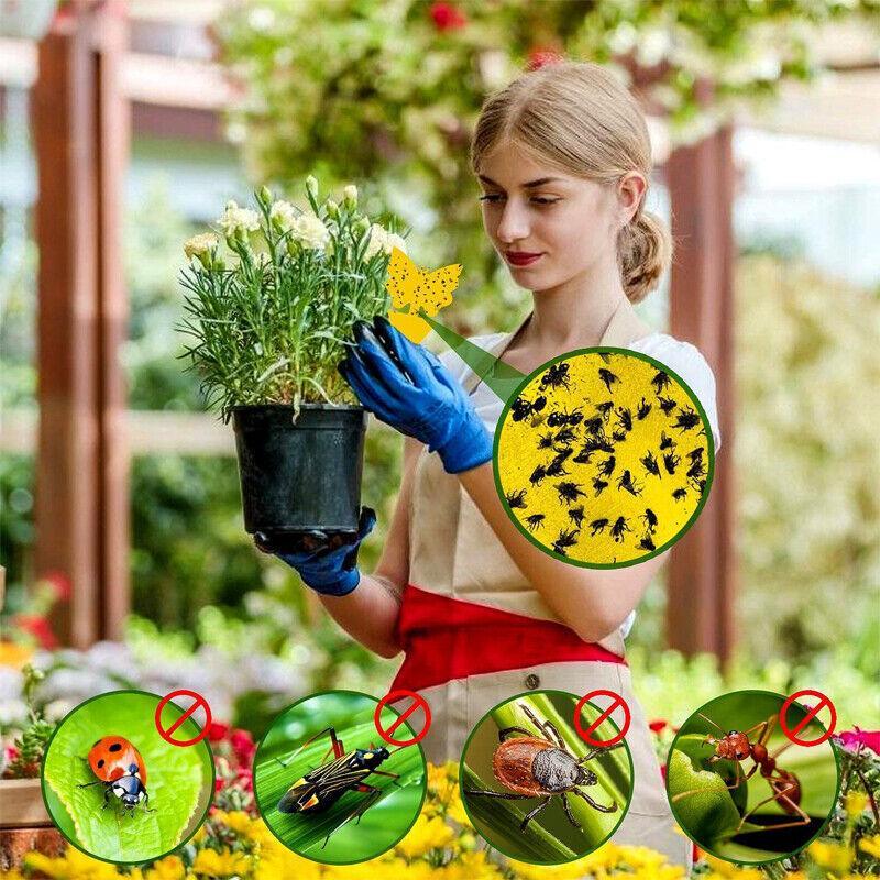 10X Dual Sided Sticky Trap Insect Killer Whitefly Thrip Fruit Fly Gnat - Butterfly 50PCS