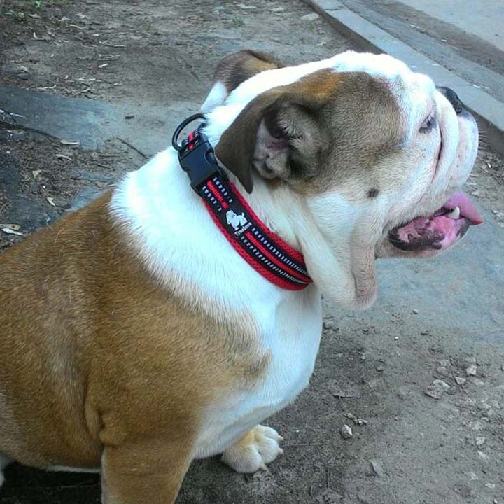 Soft Padded Adjustable Dog Collars