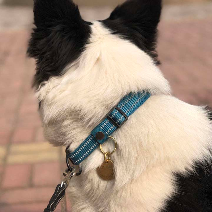 Soft Padded Adjustable Dog Collars